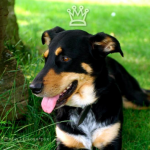 Princess Paula – vom Tierheim in die High-dog-society